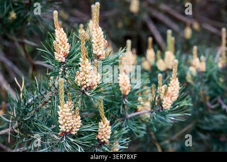 Close-up of Scots pine Pinus sylvestris featuring yellow male pollen cones blooming on evergreen branches. Sharp green needles surround new spring sho Stock Photo