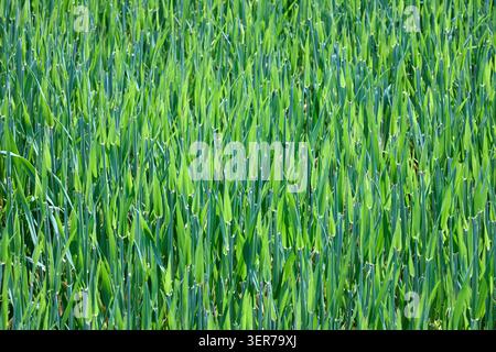 close-up shot of lush green stalks of young Hordeum vulgare, commonly known as barley, growing densely in a sunlit agricultural field during its early Stock Photo
