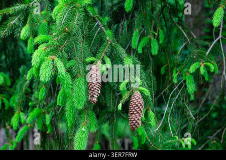 Close-up of green spruce branches with young bright needles and two large brown pine cones in a forest Stock Photo