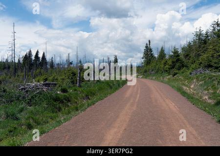 A wide empty gravel road winding through a pine forest under a blue sky with fluffy white clouds in the Table Mountains Stock Photo