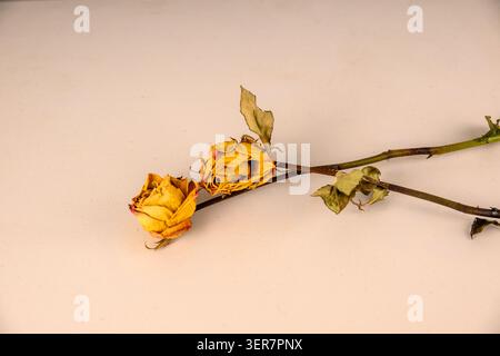 Dried yellow rose lies on a pale surface. Petals curl softly, showing age. Green leaves cling to the stem. Nature's decline is gentle here. This image Stock Photo