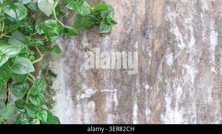 Wild green creeper plants growing and climbing on the left side of an old weathered grunge concrete wall with dark mold stains. Stock Photo