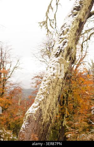 Lichen-Covered Tree with Fresh Snow in Cerro Chapelco, Patagonia Stock Photo