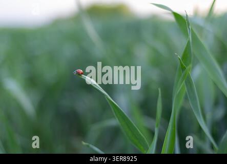 Ladybug perched on a grass blade in a green field Stock Photo