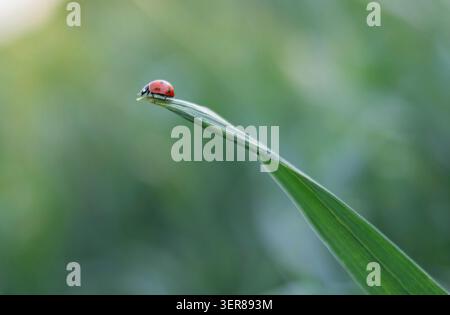 Ladybug perched on a curved grass blade with soft green bokeh Stock Photo