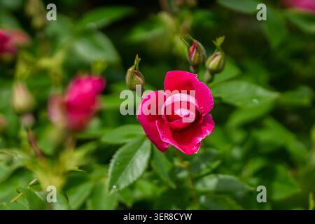 Vibrant pink ‘William Baffin’ rose bud beginning to unfurl among fresh green foliage and unopened buds, captured in soft natural light. Stock Photo
