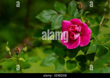 Vibrant pink ‘William Baffin’ rose bud beginning to unfurl among fresh green foliage and unopened buds, captured in soft natural light. Stock Photo