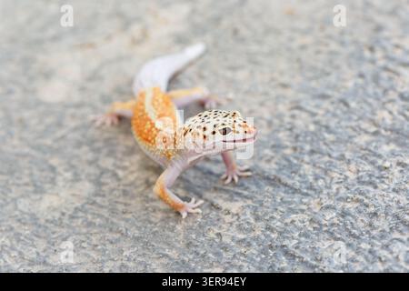 A leopard gecko with striking orange and white coloration rests on a textured rocky surface. Its patterns and details are clearly visible, highlightin Stock Photo