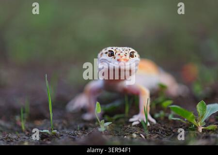 A close-up photo of a leopard gecko with vivid orange and brown spots, crawling on earthy ground with a blurred green background, showcasing the repti Stock Photo