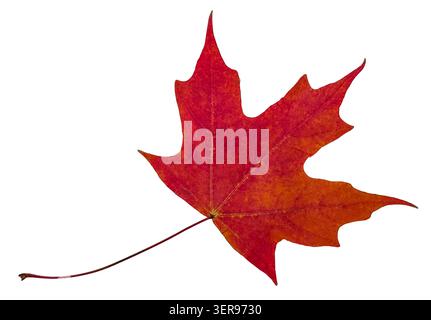 Single red maple leaf isolated on white, representing Canada and autumn. Stock Photo