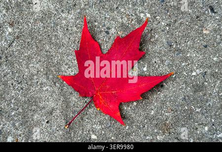 Bright red maple leaf resting on a textured concrete surface, a natural symbol of Canada. Stock Photo