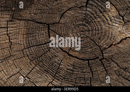 Close-up of a tree trunk displaying detailed annual rings and cracks, creating a textured wooden surface. Ideal for nature-themed backgrounds and orga Stock Photo