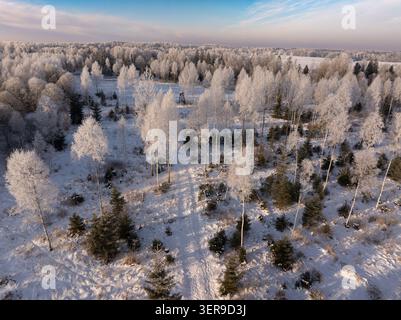 Aerial view of frost-covered birch trees and young spruce forest during winter in Latvia Stock Photo