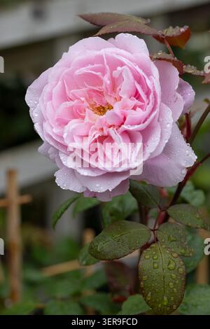 Close up of a flowerhead of Mary Delany rose with rain drops.  A David Austin pale pink English climbing Rose. Flowering in an English garden, UK Stock Photo