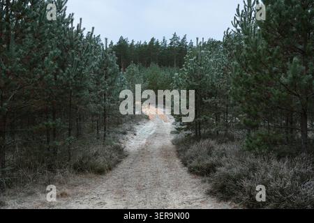 Sandy forest road through young pine forest in Garkalne, Latvia Stock Photo