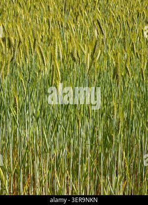 Green wheat grass plant texture pattern background Stock Photo