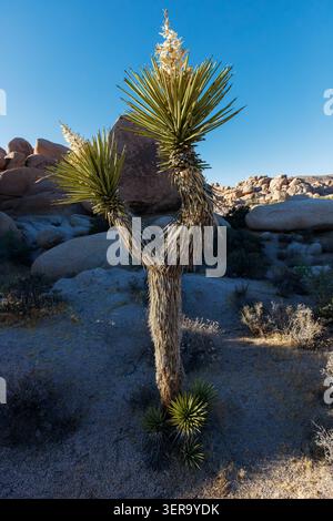 Joshua tree (Yucca brevifolia), Joshua Tree National Park, California, USA Stock Photo