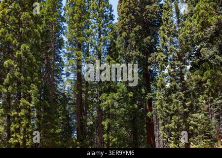Redwood forest, Sequoia National Park, California, USA Stock Photo