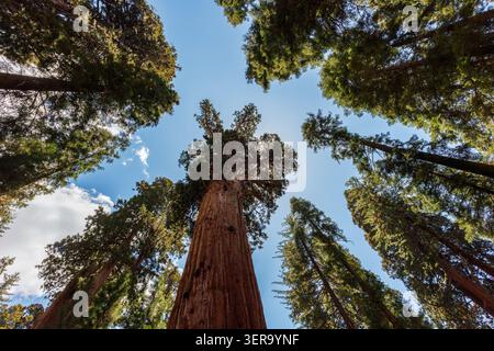 Looking up at the General Sherman and surrouinding forest, Sequoia National Park, California, USA Stock Photo