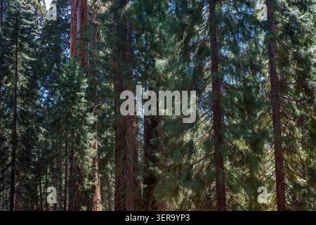 Redwood forest, Sequoia National Park, California, USA Stock Photo