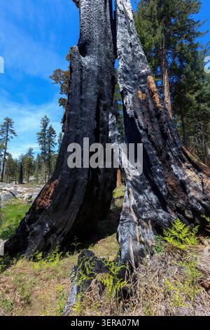 Remains of  a burnt Sequoia from the 2021 forest fire, Sequoia National Park, California, USA Stock Photo