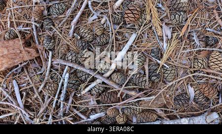 Giant Sequoia pine cones (Sequoiadendron giganteum) Sequoia National Park, California, USA Stock Photo