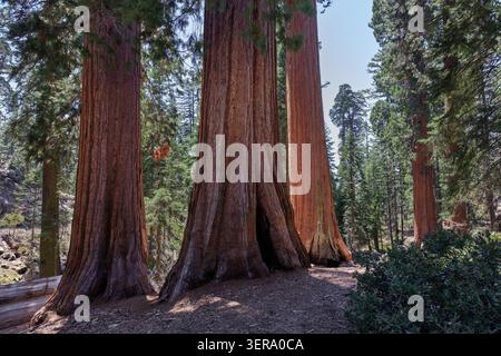 Giant Sequoias (Sequoiadendron giganteum) Sequoia National Park, California, USA Stock Photo