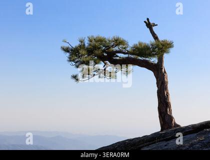 Lone tree sits atop a granite outcrop in the Sierra Nevada Mountains, California, USA Stock Photo