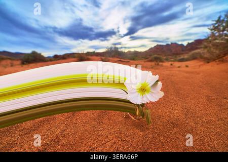 Desert White Flower with Pixel Stretch Effect in Red Sand and Dramatic Sky Stock Photo