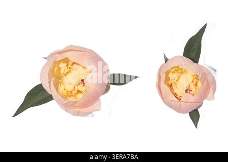 Two pink peony flower buds with green leaves isolated on white background, top view. Stock Photo