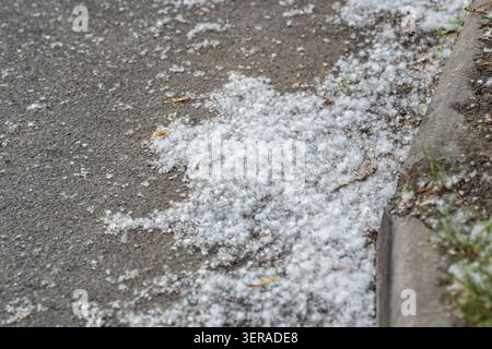 Fluffy poplar seeds flying on asphalt in city at summer, closeup view. Cottonwood seeds on street.  Stock Photo
