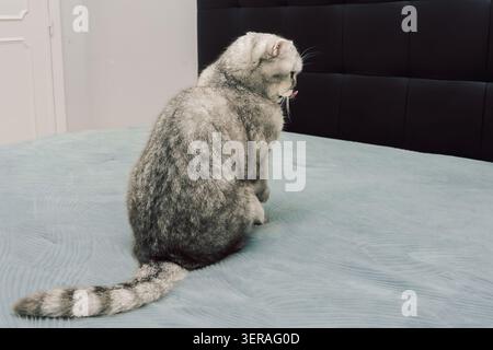 Cat sits on bed and cleans its fur during day in cozy indoor. grooming itself on a soft bed. cat licks its fur and appears focused on keeping clean. S Stock Photo