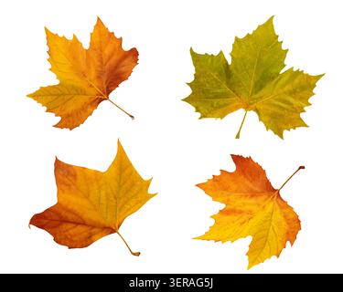 Autumn maple leaves collage isolated on white background fall foliage set Stock Photo