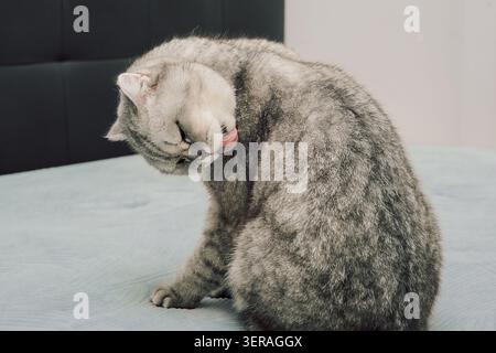 Cat sits on bed and cleans its fur during day in cozy indoor. grooming itself on a soft bed. cat licks its fur and appears focused on keeping clean. S Stock Photo