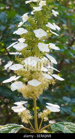 Hydrangea quercifolia, commonly known as oakleaf hydrangea or oak-leaved hydrangea, is a species of flowering plant in the family Hydrangeaceae Stock Photo