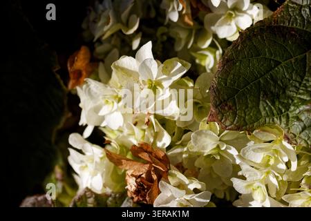 Hydrangea quercifolia, commonly known as oakleaf hydrangea or oak-leaved hydrangea, is a species of flowering plant in the family Hydrangeaceae. Stock Photo