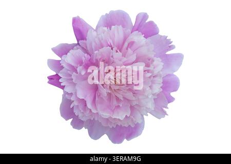 Delicate pink peony flower head isolated on pure white background, overhead view. Stock Photo