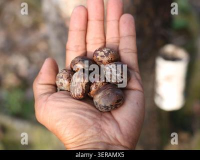 Close up of a person's hand holding a rubber tree seed in a blurred natural background. Stock Photo