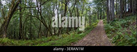 A dirt path winds uphill through a dense green forest Stock Photo