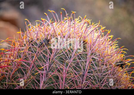 Colorful spines of a barrel cactus are illuminated by warm sunlight in a close-up view highlighting texture, pattern and natural desert adaptation in Stock Photo