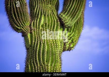 Detailed view of a saguaro cactus showing ribbed structure and protective spines against a blue desert sky in Arizona’s Sonoran Desert. Stock Photo