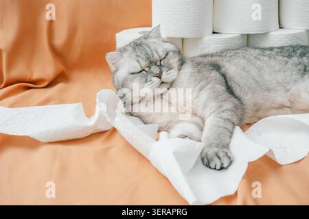 scottish fold Cat sleeps next to rolls of toilet paper on orange fabric during the day. cat lies on its side, resting peacefully. Rolls of toilet pape Stock Photo