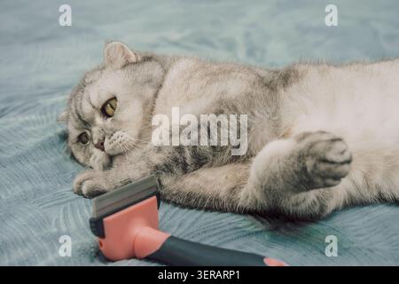Cat relaxing on soft surface with grooming tool beside it during afternoon. cat is lying on a soft surface, looking at a grooming tool nearby. The cat seems calm and comfortable, enjoying moment. Stock Photo