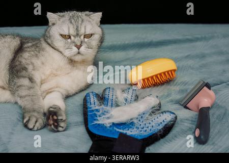 Cat sits on blue blanket next tools for grooming and pet care in home setting. cat rests while looking at grooming tools such as brush and de-shedding tool. Cat hair is present with signs of shedding Stock Photo