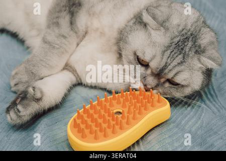 Cat lying rests on a bed next to a yellow brush during the afternoon in an indoor setting. animal seems relaxed and is lying in a comfortable position. The indoor scene is cozy and casual. Stock Photo