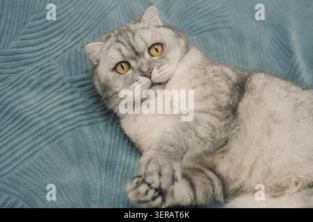 Cat lying on soft blue blanket showing its relaxed pose and unique fur pattern. cat rests , body stretched out and paws visible. fur mix of gray colors, displaying distinct patterns and features. Stock Photo