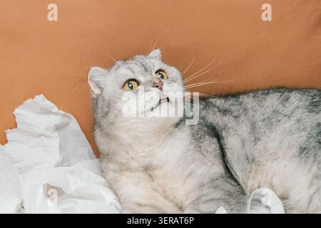 scottish fold Cat resting on white paper towels in home setting with light orange background. gray cat lying on soft white paper towels in room . relaxed and curious while surrounded by crumpled paper Stock Photo