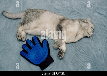 Cat rests beside a blue grooming glove on light blue surface during a quiet indoor moment. gray cat lies on its side. Next to cat is grooming glove with rubber surface. setting is indoors and calm. Stock Photo