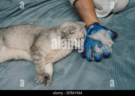 Grooming cat on a soft surface during day with owner using brush to care for fur. man gently brushes gray cat lying on its back. cat seems relaxed as owner takes care of its fur on soft surface Stock Photo