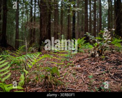 Lush green ferns growing on forest floor Stock Photo